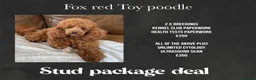 Poodle dogs for stud: Kc health tested fox red toy poodle in Stevenage - Advert 10