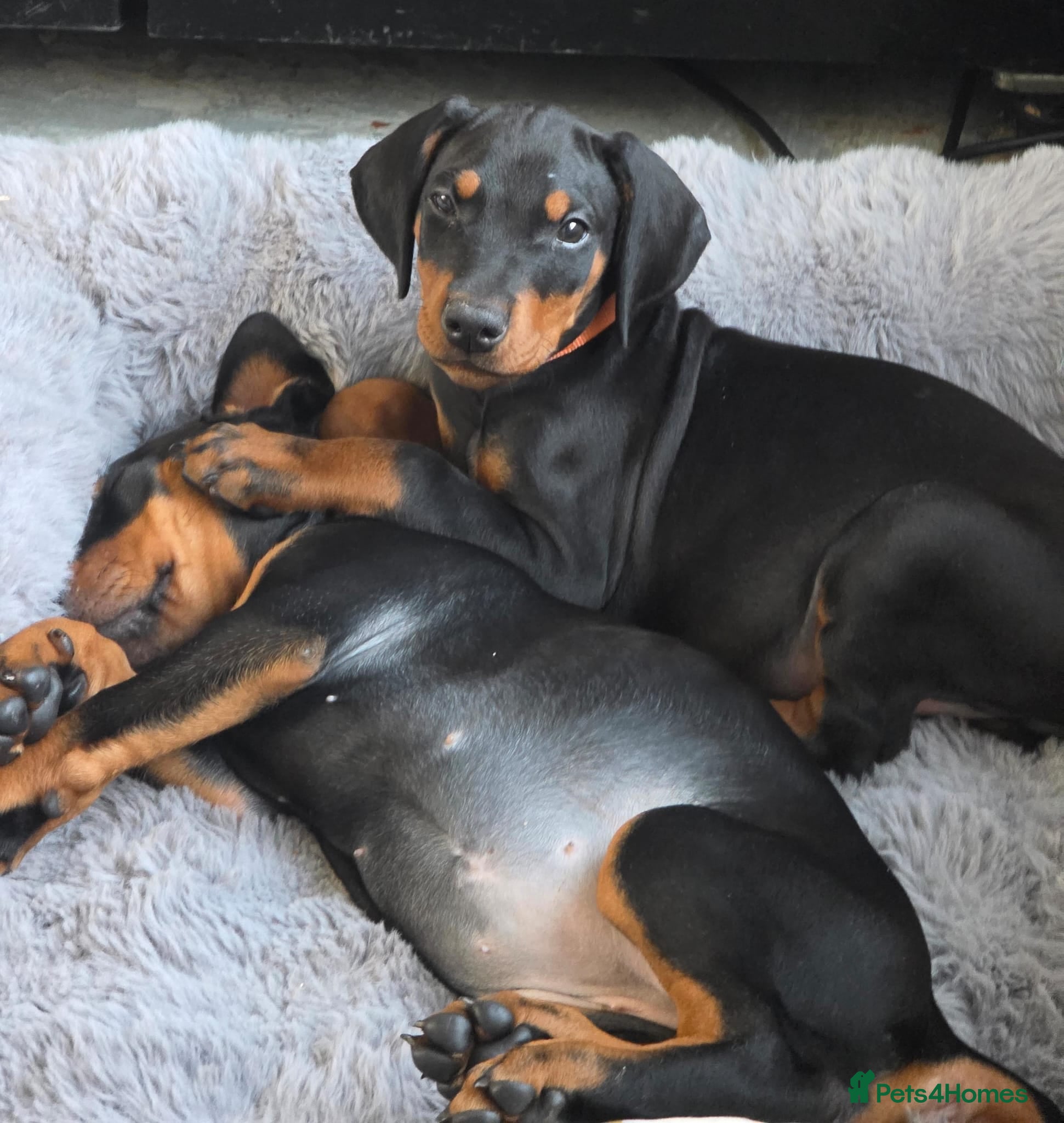 Dobermann dogs ⭐️⭐️⭐️⭐️⭐️ KC Reg Euro Dobermann male available.  - Advert 3