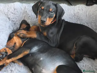Dobermann dogs ⭐️⭐️⭐️⭐️⭐️ KC Reg Euro Dobermann male available. - Advert 3