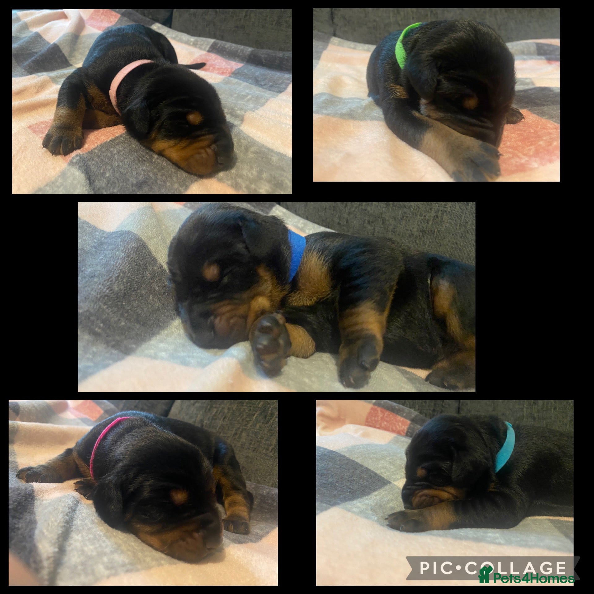 Dobermann dogs Doberman puppies - Advert 3