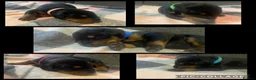 Dobermann dogs for sale: Doberman puppies - Advert 1