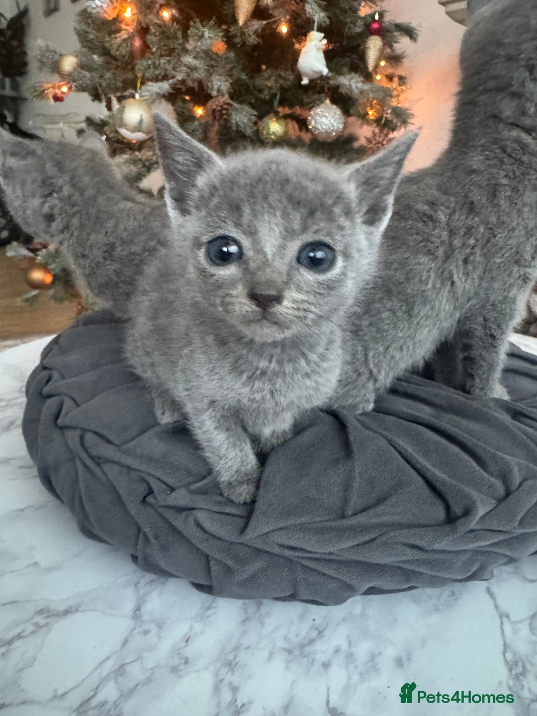 Russian Blue cats for sale: Russian Blue Kittens - Advert 4