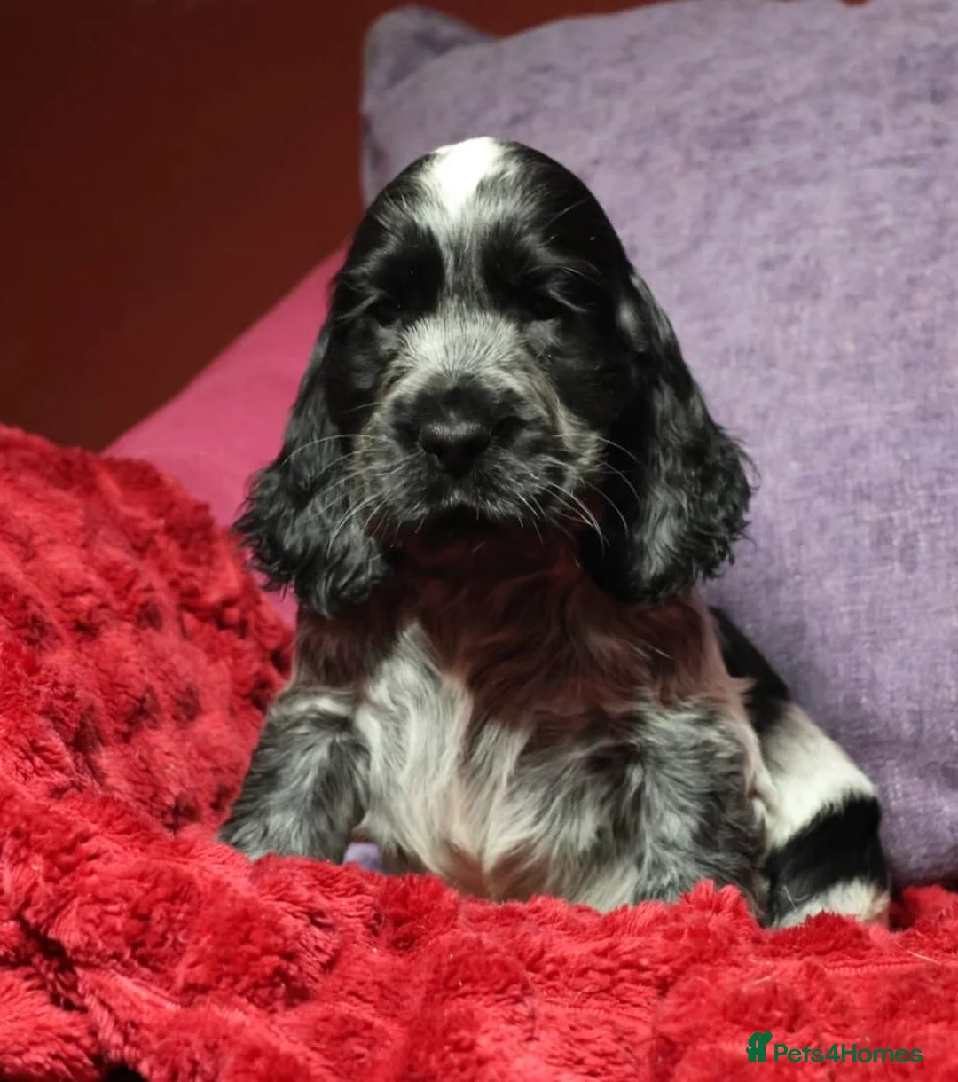 Cocker Spaniel dogs for sale: Health tested parents, Stunning little cherubs - Advert 1
