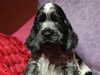 Cocker Spaniel dogs Health tested parents, Stunning little cherubs - Advert 1