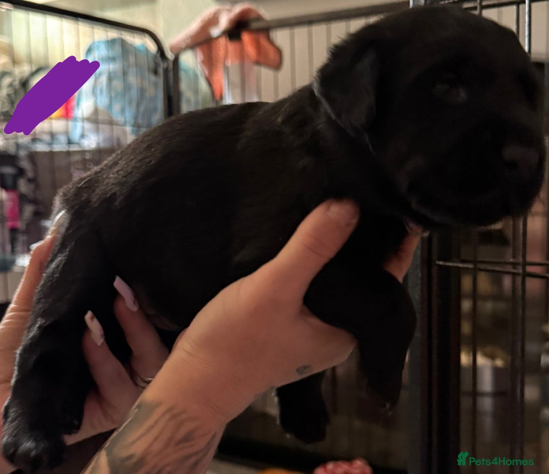 Labrador Retriever dogs for sale: Stunning litter of pure bred black Labrador pups  - Image 9