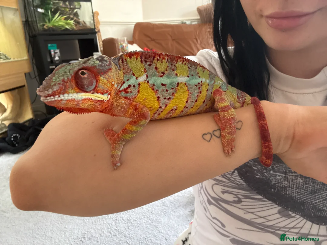 Gallery Image {{count}}