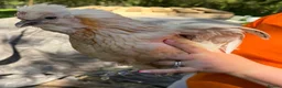 Chickens poultry for sale: 5 bantam hens cross polish silkie  - Advert 3