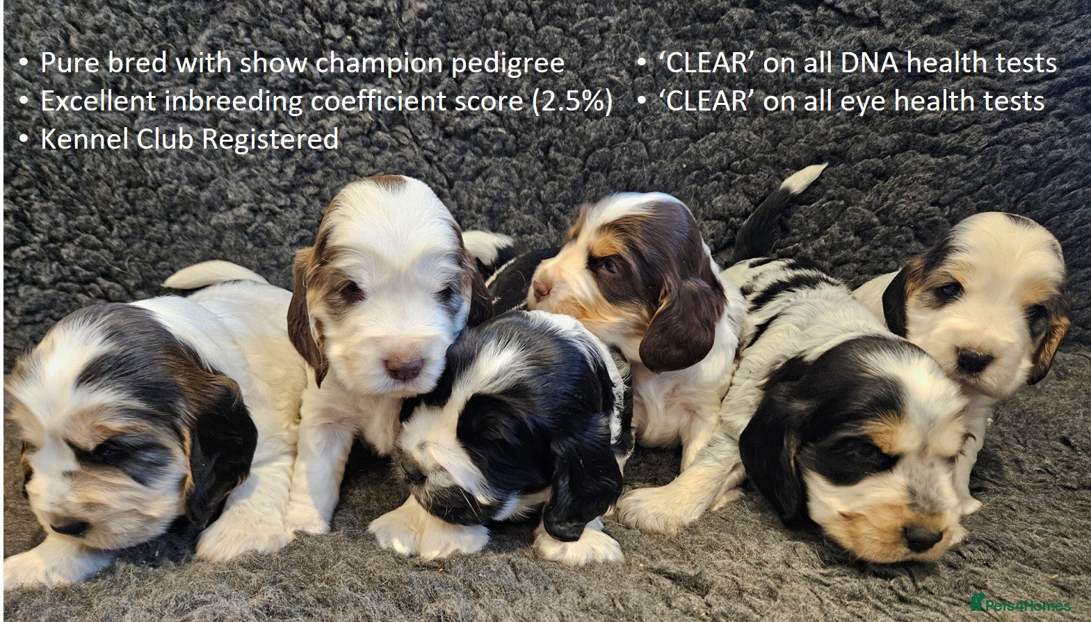 Cocker Spaniel dogs Stunning Show Cockers. Health Tested/KC Registered - Advert 3