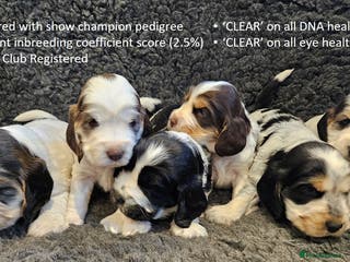 Cocker Spaniel dogs Stunning Show Cockers. Health Tested/KC Registered - Advert 3