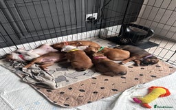 Staffordshire Bull Terrier dogs for stud: Proven Staffordshire Bull Terrier for Stud  - Image 37