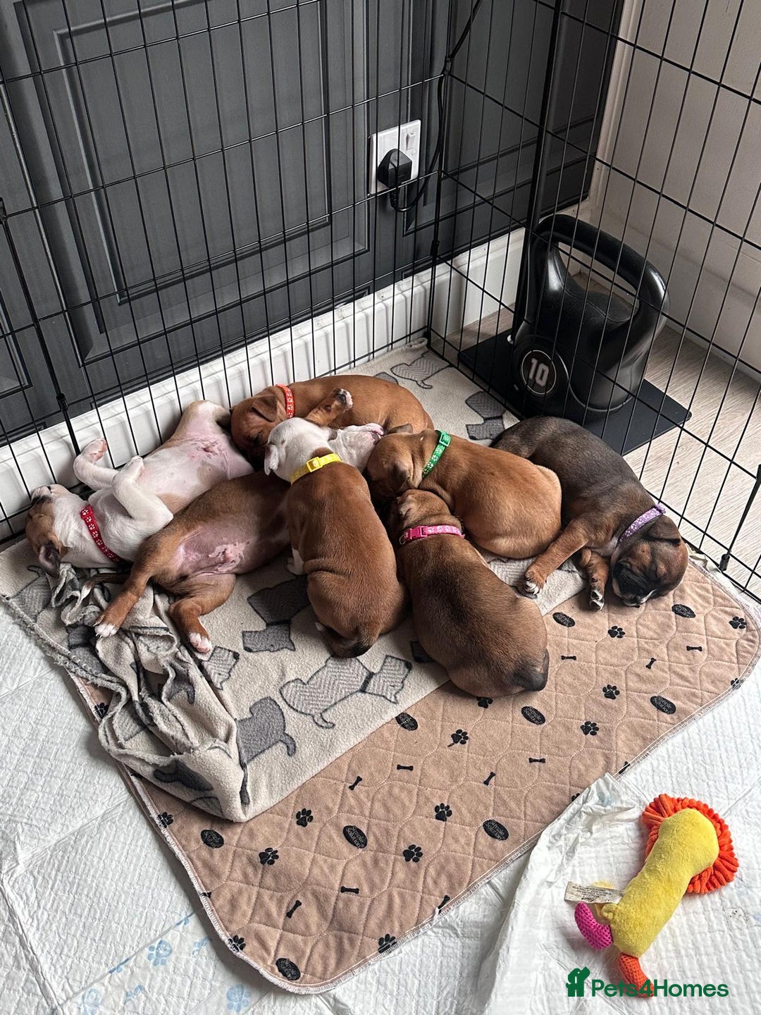 Staffordshire Bull Terrier dogs for stud: Proven Staffordshire Bull Terrier for Stud  - Image 37