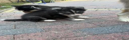 Siberian Husky dogs for sale: Puppies ready to go in London - Advert 17
