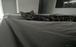 Bengal cats for sale: Sensational Silver Bengal boy requires new family  - Image 17