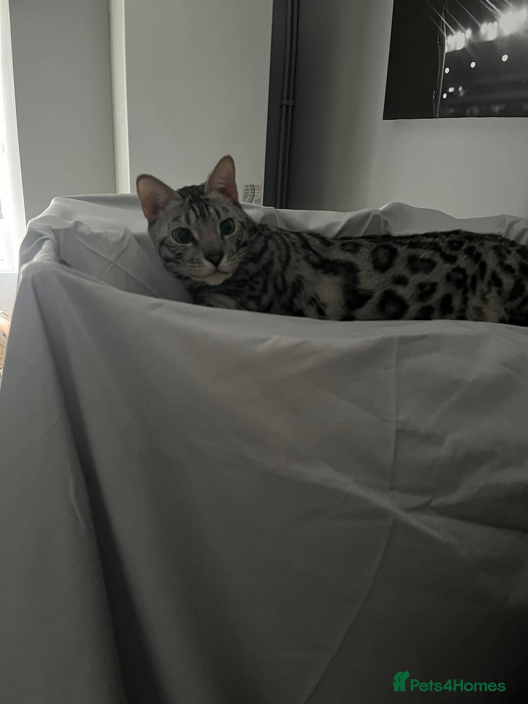 Bengal cats for sale: Sensational Silver Bengal boy requires new family  - Image 17