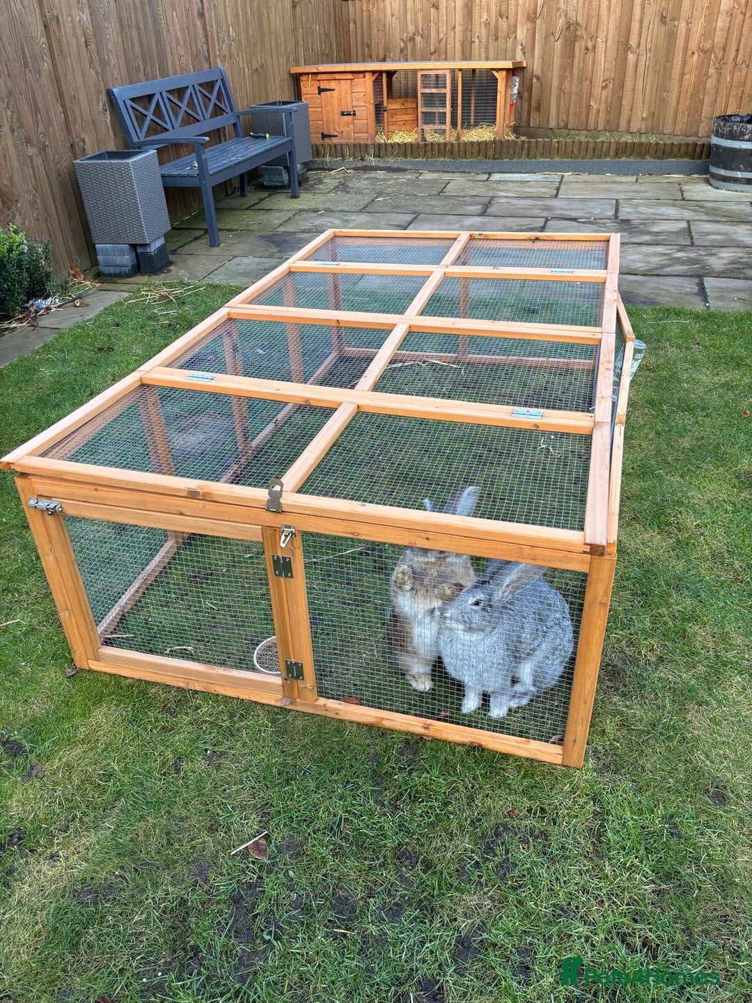 Continental Giant rabbits for sale: M&F Bonded Giant Cont Rabbits - Free To Good Home - Image 8