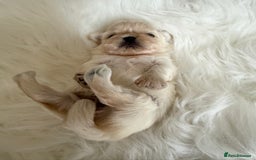 Shih Tzu dogs for sale: Stunning full Imperial Shih Tzu’s - Image 4