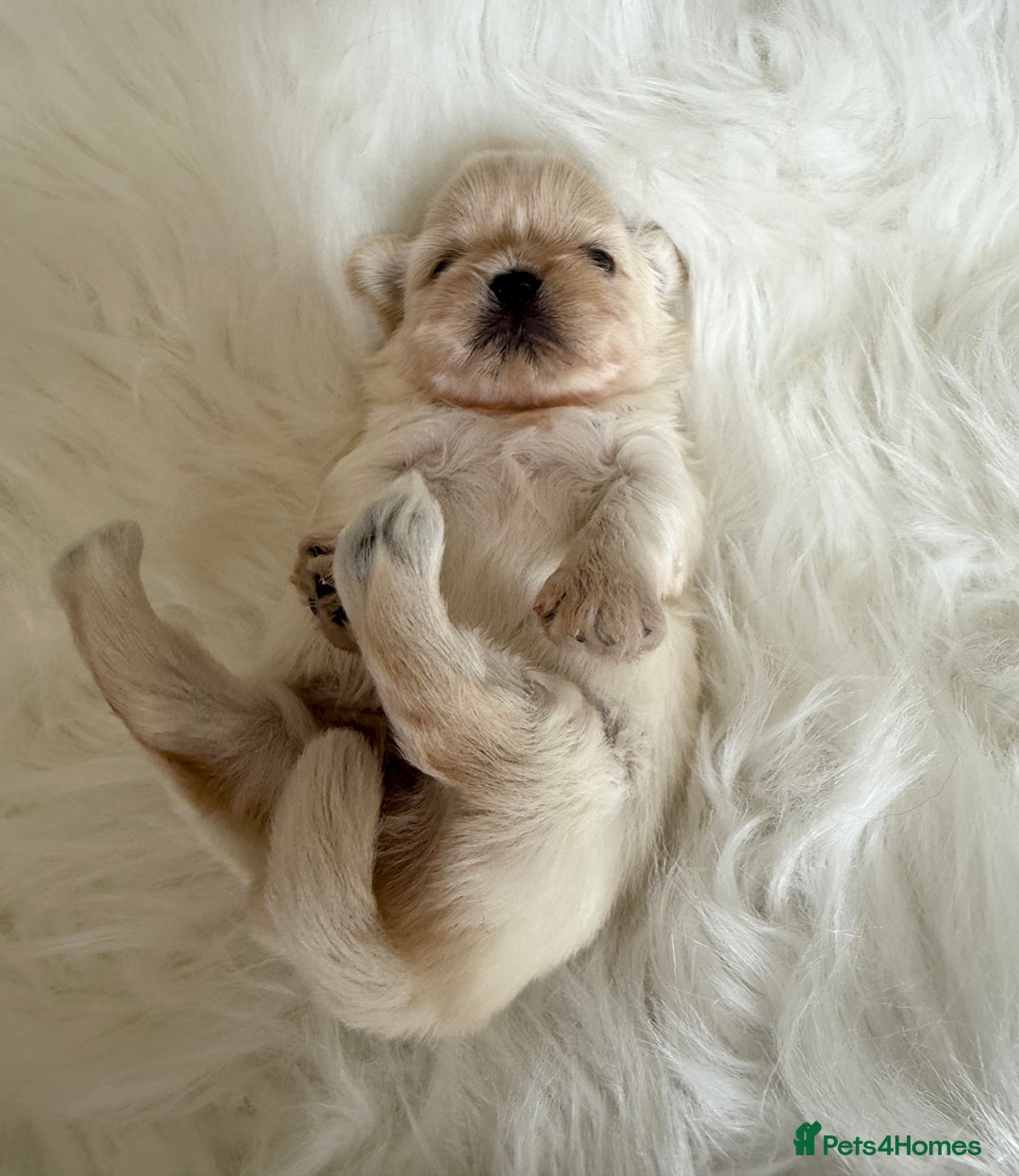 Shih Tzu dogs for sale: Stunning full Imperial Shih Tzu’s - Image 4