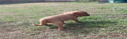 Cavalier King Charles Spaniel dogs for sale: 🐾 Beautiful Cockalier Puppies 🐾 - Advert 3