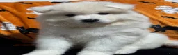 Samoyed dogs for sale: Stunning KC Samoyed female READY NOW - Advert 5