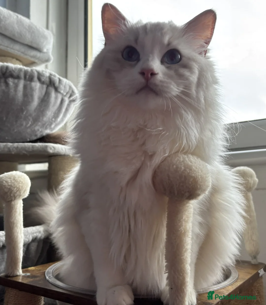 Ragdoll cats for sale: Two The last Boys Pedigree Ragdoll  Available - Advert 9