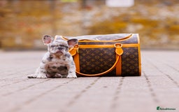 French Bulldog dogs for sale: Top girls ready to leave  - Image 8