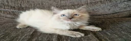 Ragdoll cats for sale: blue ragdoll kitten - Advert 3