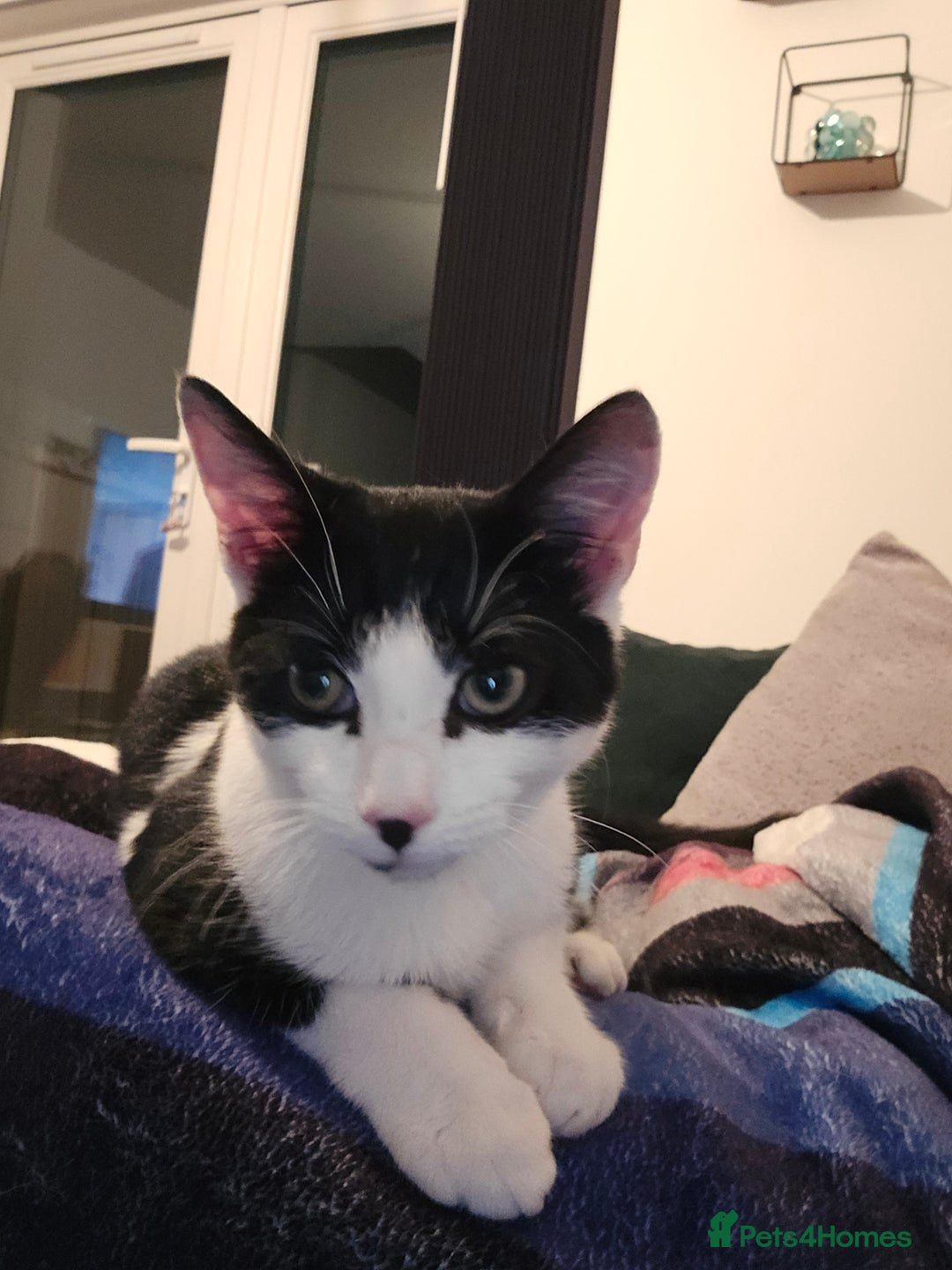 British Shorthair cats for sale: Male approx 6 months black & white - Image 3