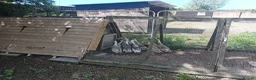 Ducks poultry for sale: POL Indian Runner Ducks - Advert 3