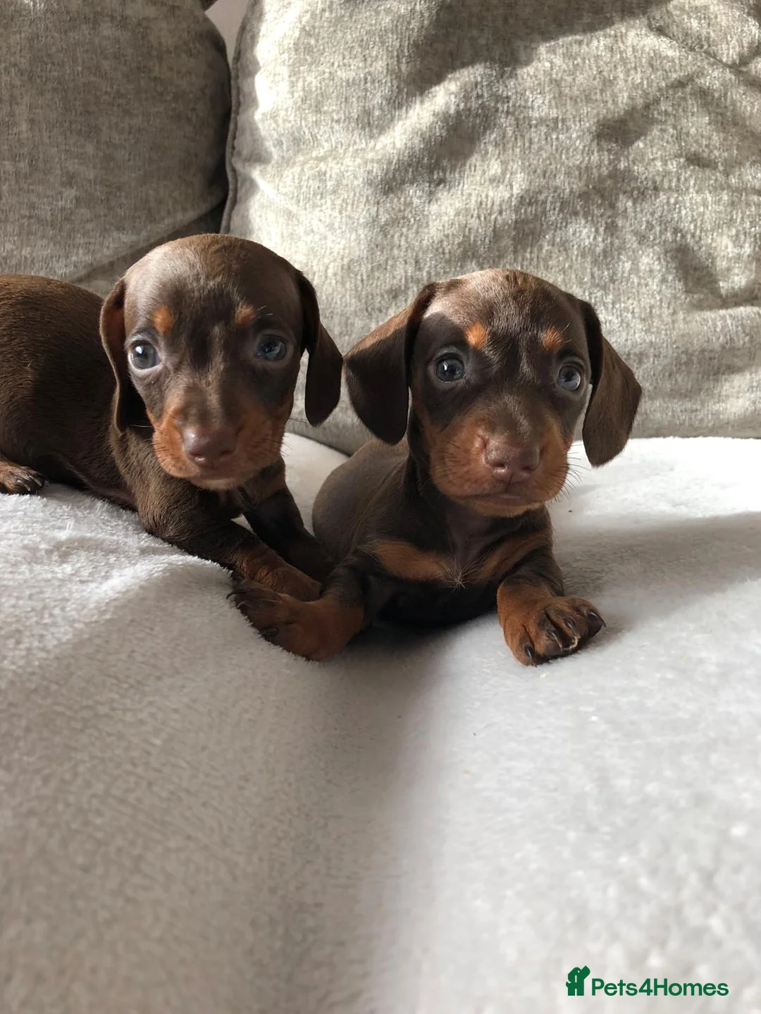 Miniature Dachshund dogs for sale: Miniature dachshund puppies  - Advert 9