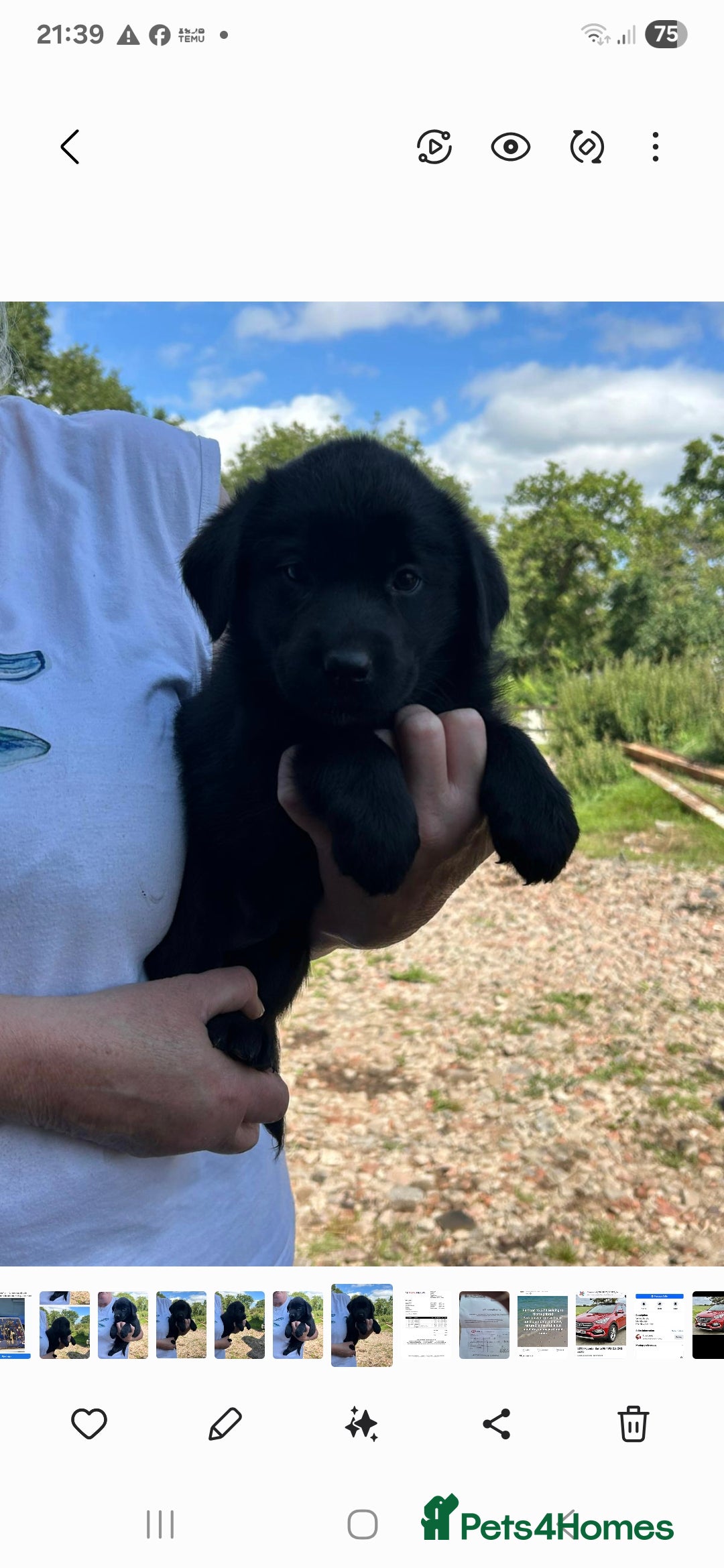 Mixed Breed dogs for sale: Mother  malnute  father  full black Labrador  - Image 8