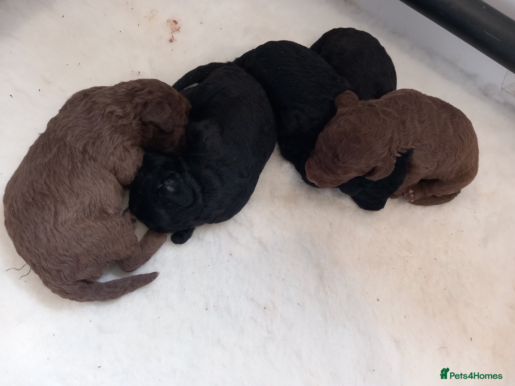 Bedlington Terrier dogs KC reg, CT clear Bedlington terrier puppies - Advert 2