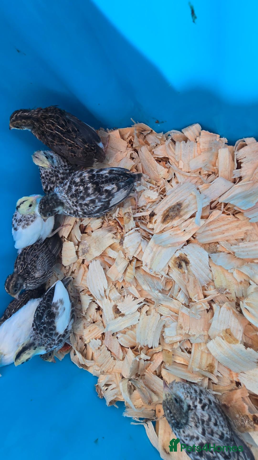 Quail poultry Chinese button quail  - Advert 6
