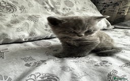 British Shorthair cats for sale: British blue short hair x Scottish fold ears - Image 10