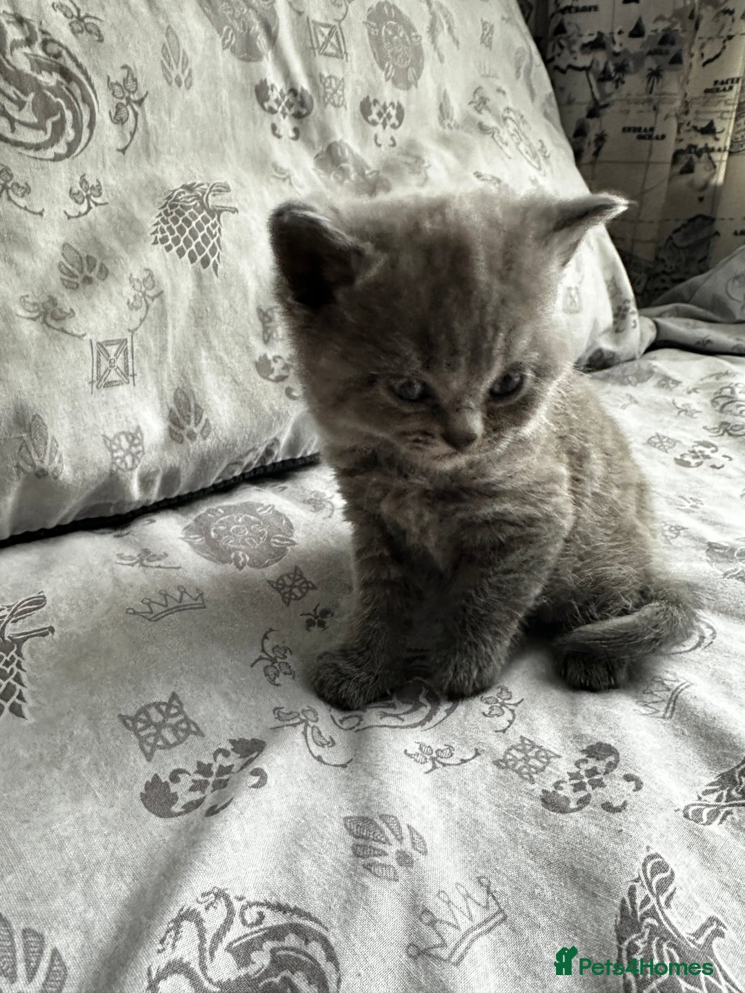 British Shorthair cats for sale: British blue short hair x Scottish fold ears - Image 10