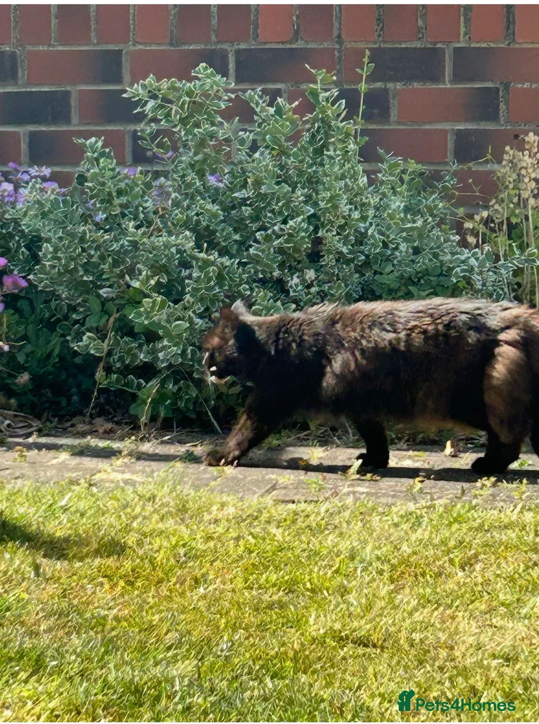 Mixed Breed cats for sale: Annie looking for new home - Advert 7