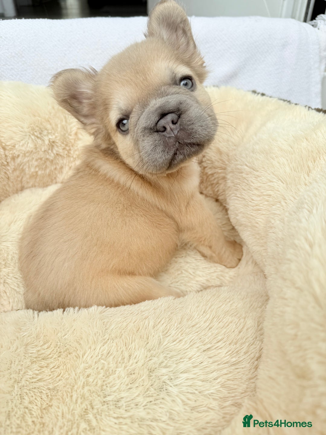 French Bulldog dogs for sale: Visual fluffy ** French bulldog puppies - Image 4