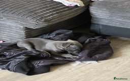 Staffordshire Bull Terrier dogs for sale: 3 playful, lively chunky puppies - Image 7