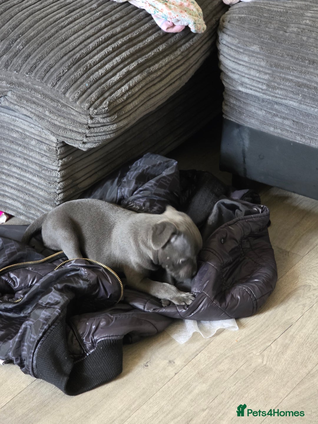 Staffordshire Bull Terrier dogs for sale: 3 playful, lively chunky puppies - Image 7