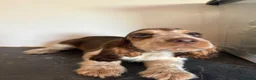 Cockapoo dogs for sale: Stunning cockapoo puppies - Advert 3
