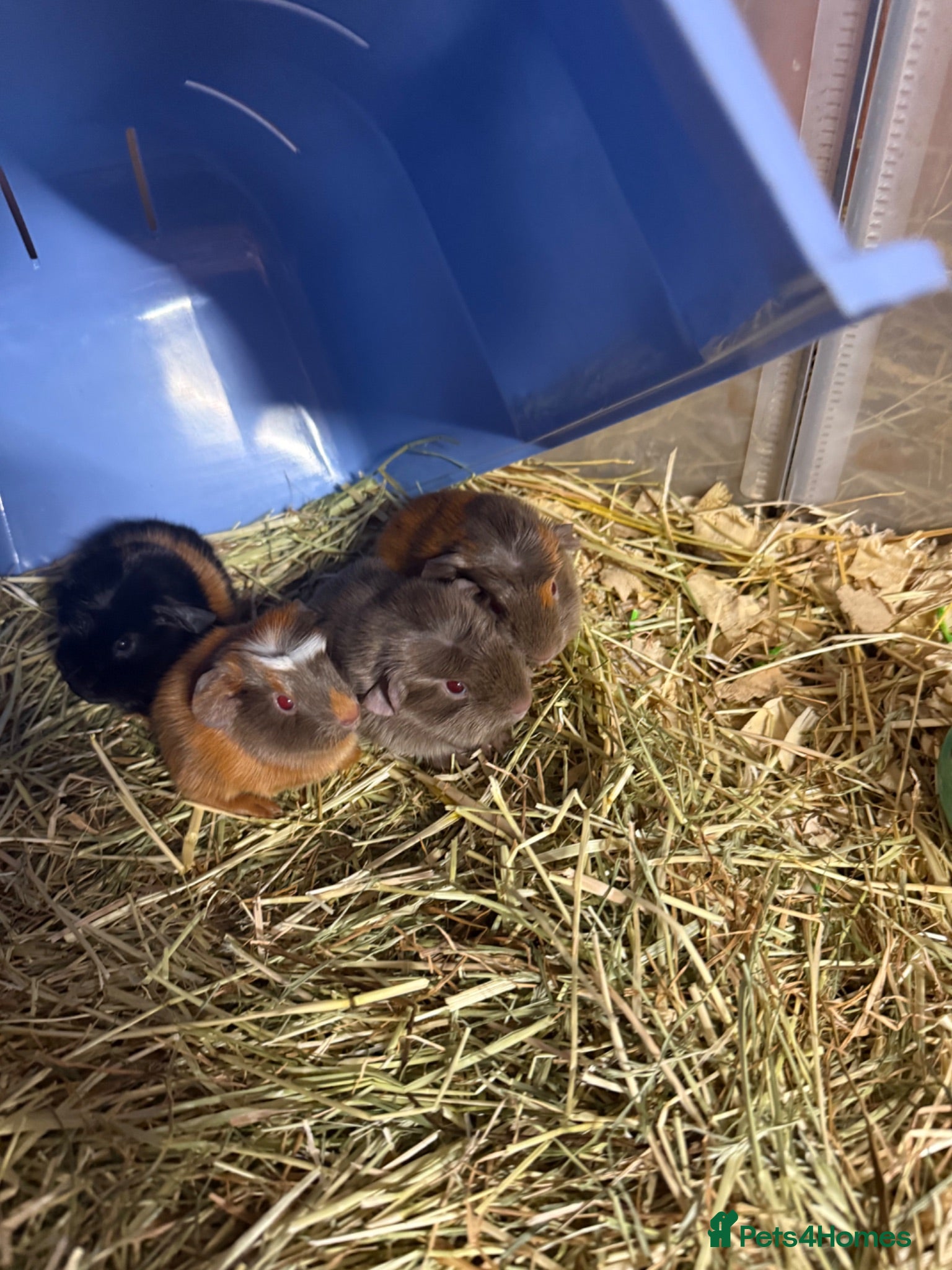Guinea Pig rodents Baby guinea pigs  - Advert 1