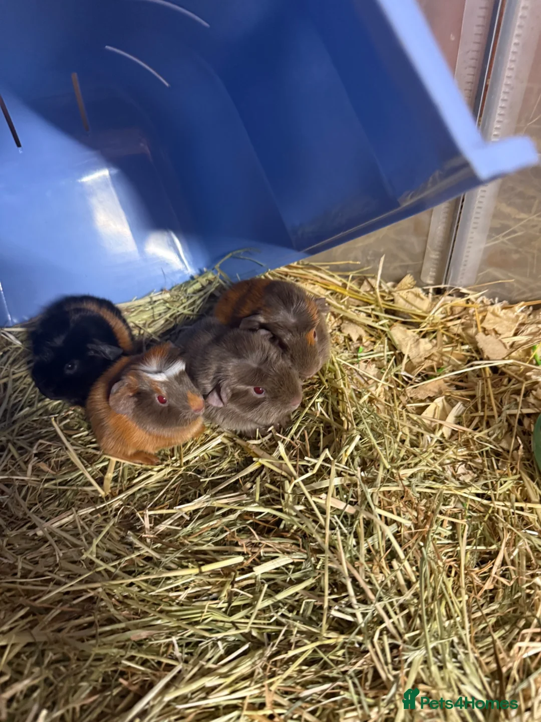 Guinea Pig rodents for sale: Baby guinea pigs  in Wickford - Advert 1