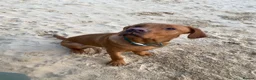 Labrador Retriever dogs for stud: Fox Red Labrador Available for Stud.  - Advert 17