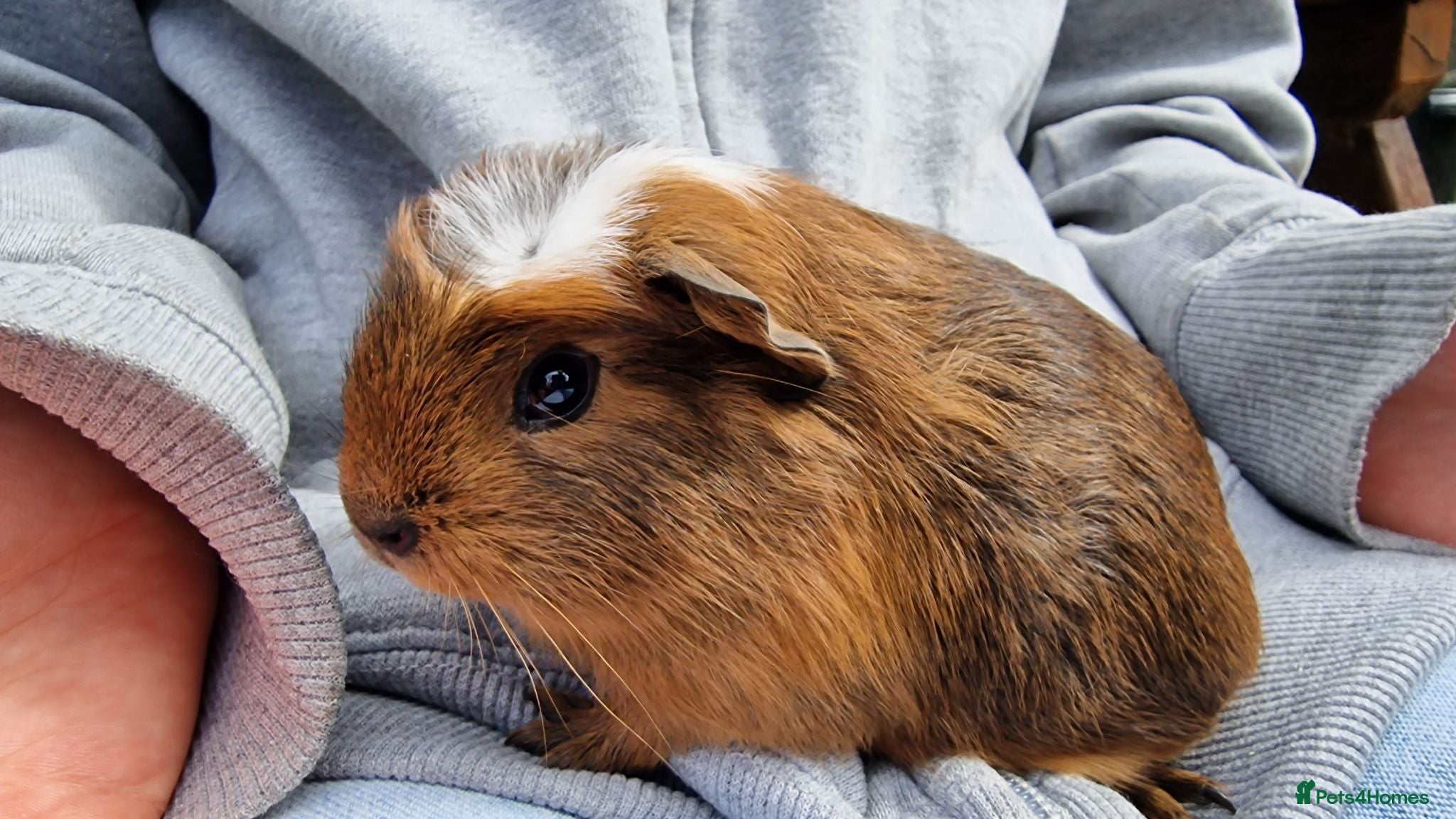 Guinea Pig rodents California x male and female Guinea pig babies  - Advert 14