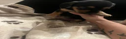 Mixed Breed dogs for sale: 8 Puppies for sale!  - Advert 32