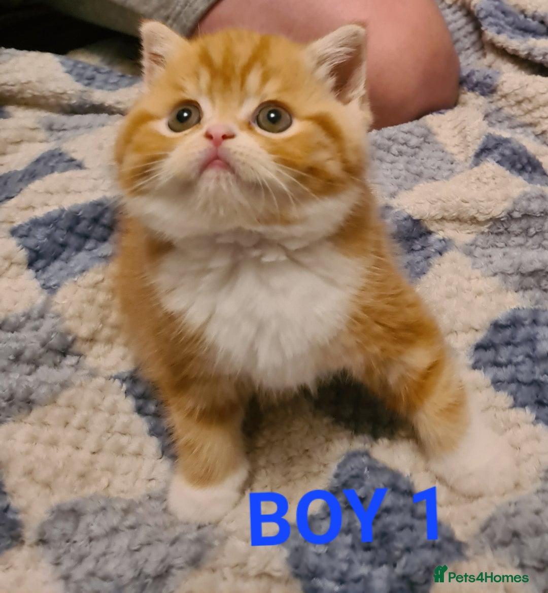 Persian cats for sale: Beautiful Persian X BSH Kittens  - Image 8