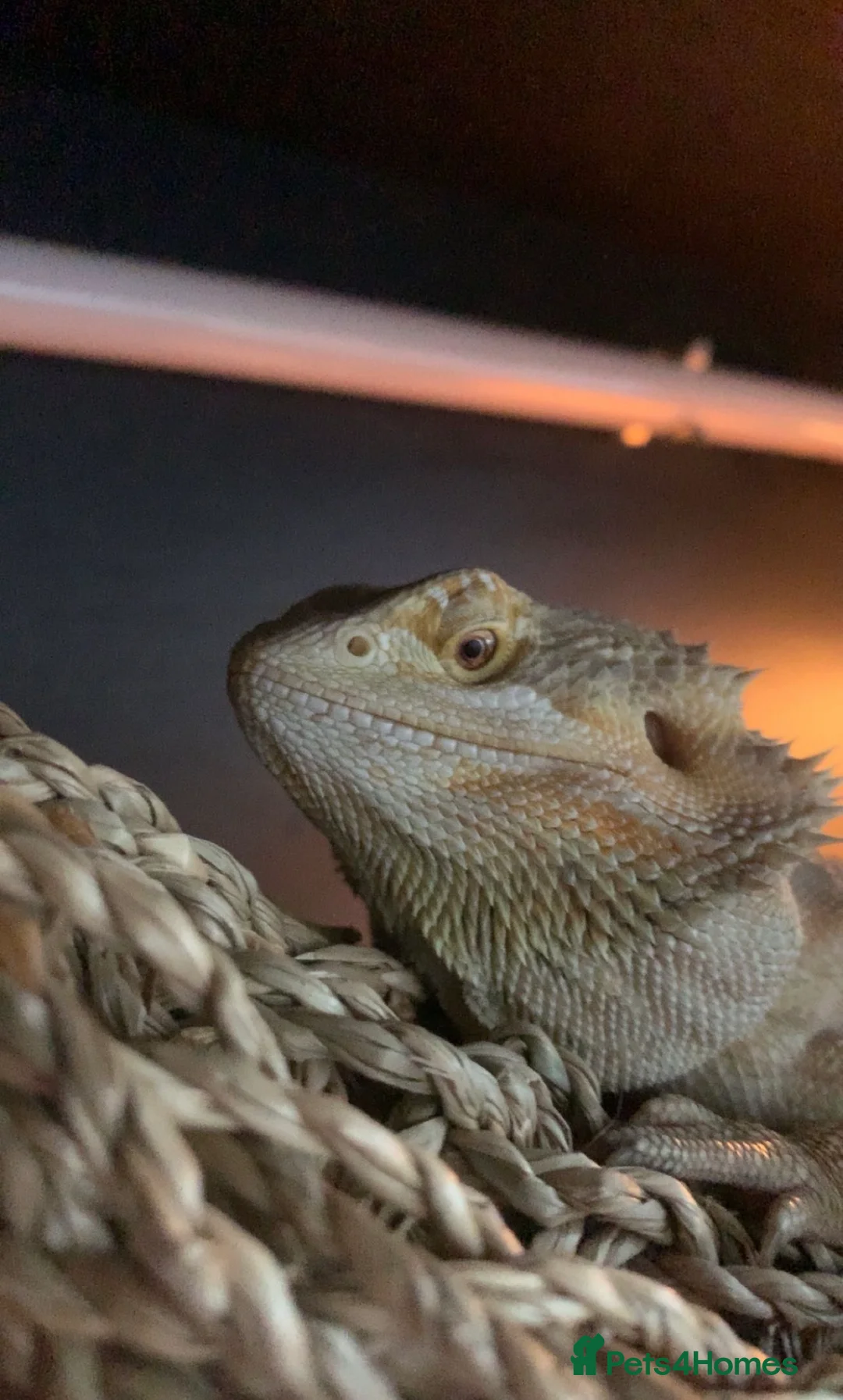 Bearded Dragon reptiles for sale: Bearded dragon for sale - Advert 1