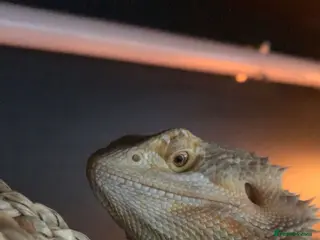 Bearded Dragon reptiles Bearded dragon for sale - Advert 2