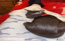 Oriental cats for sale: GCCF Oriental Shorthair Neutered Female For Sale - Image 5