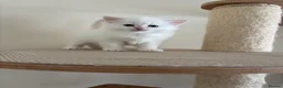 Siberian cats for sale: Beautiful Siberian kittens registered GCCF in Bridlington - Advert 7