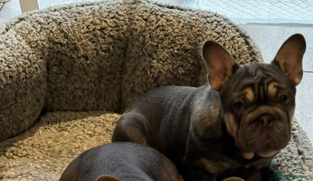 French Bulldog dogs for sale: BEAUTIFUL BIG  **  VELVET GIRL 🥰 - Advert 4
